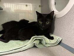 Shelter Stray Female Cat last seen Near Snow Queen Place, SALT LAKE CITY, UT, 84104, 511 W 3900 S, Salt Lake City, UT 84123, USA