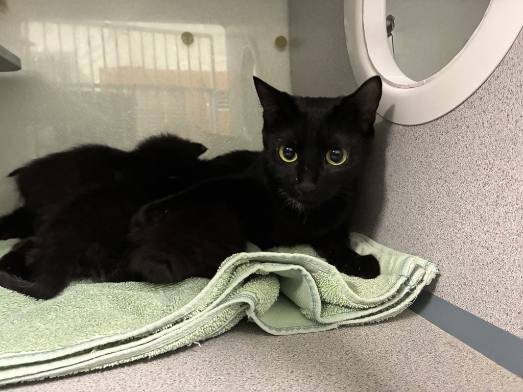 Shelter Stray Female Cat last seen Near Snow Queen Place, SALT LAKE CITY, UT, 84104, 511 W 3900 S, Salt Lake City, UT 84123, USA