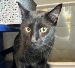 Shelter Stray Male Cat last seen S Wadsworth Blvd & W Jewell Ave, Lakewood, CO, 80232, 580 McIntyre St, Golden, CO 80401, USA