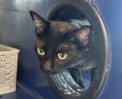 Shelter Stray Female Cat last seen S Wadsworth Blvd & W Jewell Ave, Lakewood, CO, 80232, 580 McIntyre St, Golden, CO 80401, USA