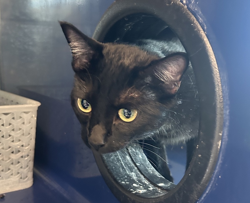 Shelter Stray Female Cat last seen S Wadsworth Blvd & W Jewell Ave, Lakewood, CO, 80232, 580 McIntyre St, Golden, CO 80401, USA