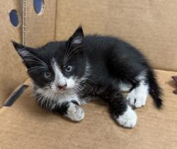 Shelter Stray Female Cat last seen Near Exchange Court, LIVERMORE, CA, 94550, 8323 Baldwin St, Oakland, CA 94621, USA
