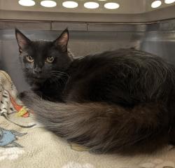 Shelter Stray Male Cat last seen Near Portola Common, LIVERMORE, CA, 94551, 8323 Baldwin St, Oakland, CA 94621, USA