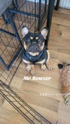 Lost Male Dog last seen East Vista way, Vista, CA 92084