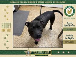 Shelter Stray Male Dog last seen FL, 5100 W Eau Gallie Blvd, Melbourne, FL 32934, USA