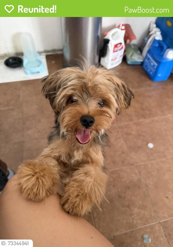 Reunited Male Dog last seen Near S Avalon Blvd, Los Angeles, CA 90003, USA, Los Angeles, CA 90003