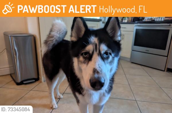 Found/Stray Male Dog last seen Hollywood Hills Elementary, Hollywood, FL 33021