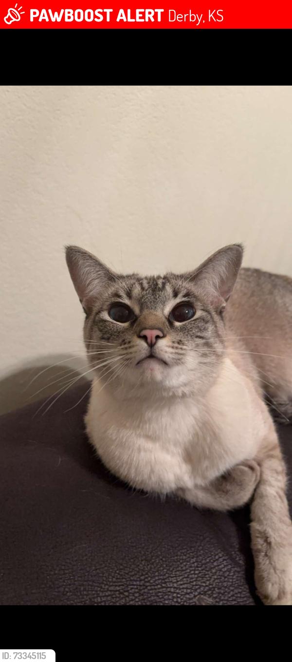Lost Female Cat last seen North Newberry st, Derby, KS 67037