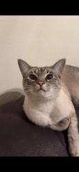 Lost Female Cat last seen North Newberry st, Derby, KS 67037