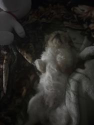 Lost Female Dog last seen Wyndham ct garland, couch elementary., Garland, TX 75043