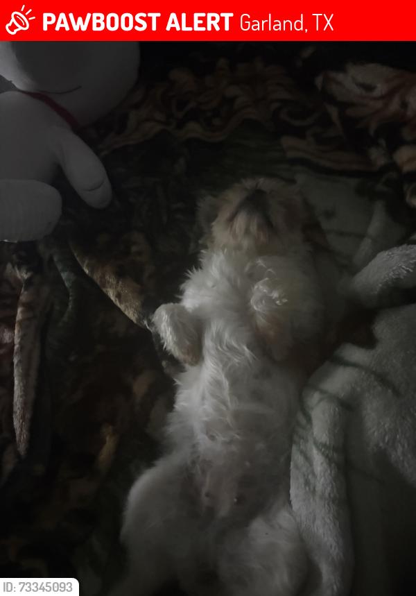 Lost Female Dog last seen Wyndham ct garland, couch elementary., Garland, TX 75043