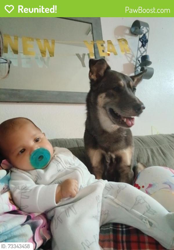 Reunited Female Dog last seen N Jones Blvd & W Vegas Dr, Las Vegas, NV 89108, USA, Las Vegas, NV 89108