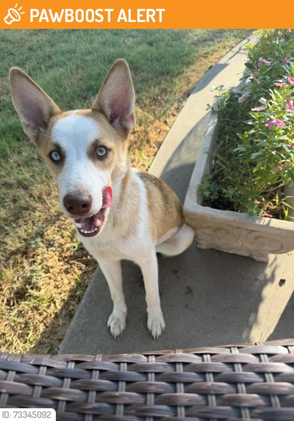 Found/Stray Female Dog last seen Hwy 175 W near Tara Winery, Henderson County, TX 75124
