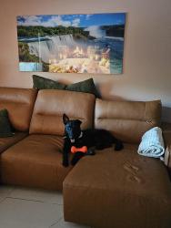 Reunited Male Dog last seen SE 7TH ST AND SE 1ST ST, Gulf Stream, FL 33483