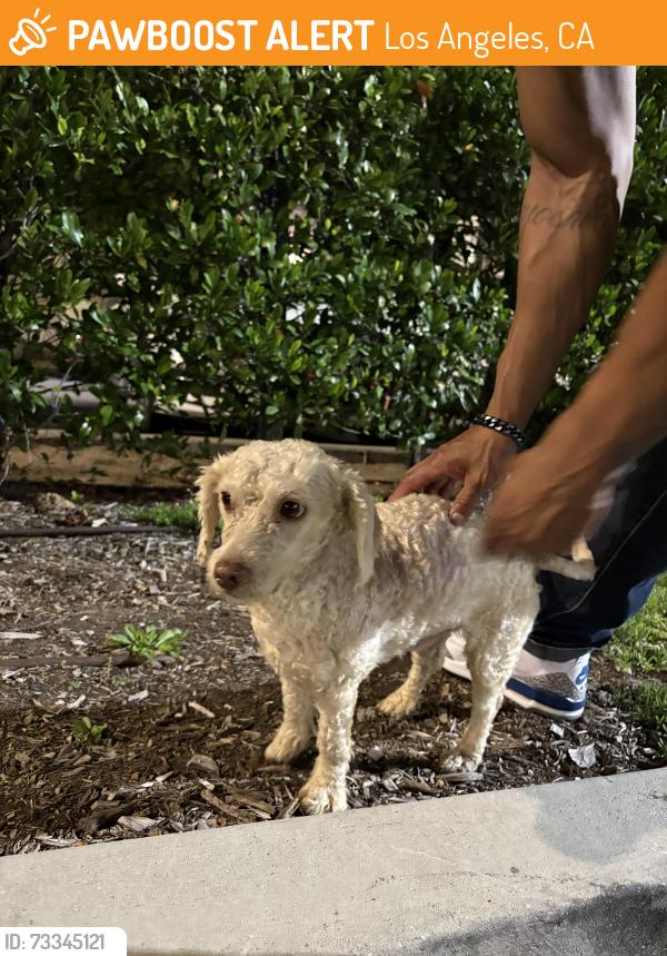 Found/Stray Male Dog last seen 61st and San Pedro, Los Angeles, CA 90003