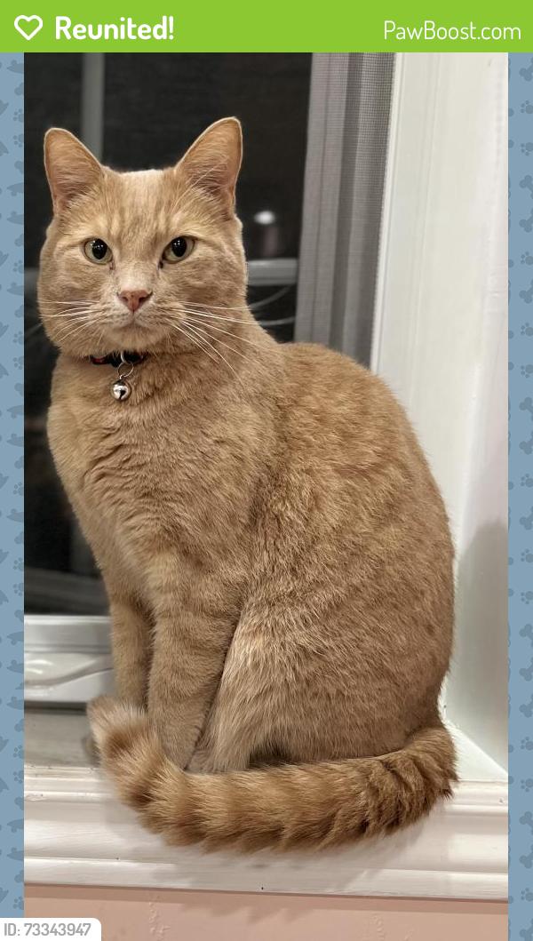 Reunited Male Cat last seen Near battleford road- building 15, Mississauga, ON L5N 3S1