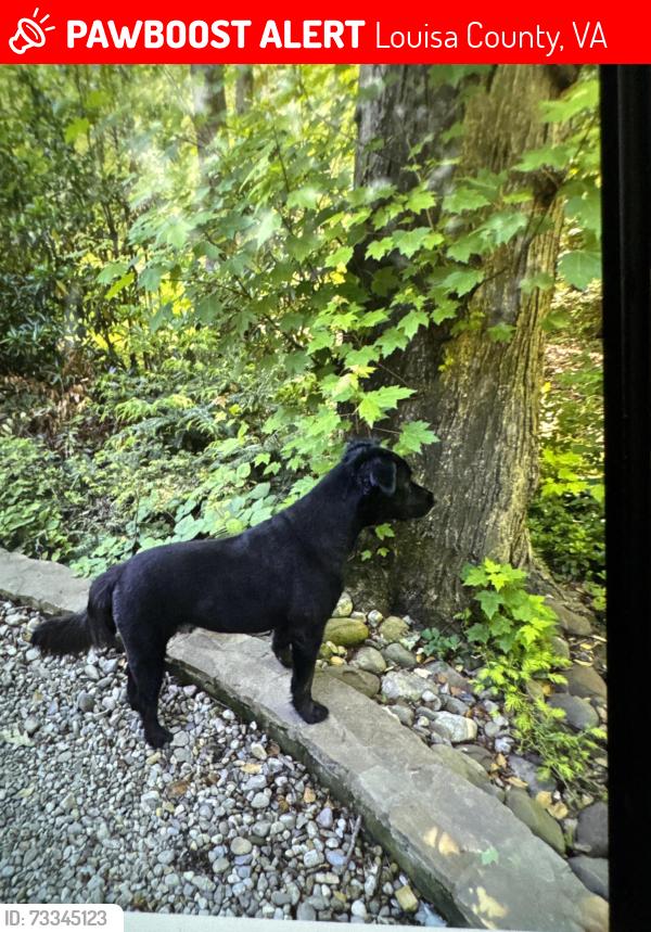 Lost Male Dog last seen Twin Lakes Lane, Louisa County, VA 23024
