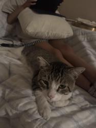 Lost Male Cat last seen Normandie and Gardena Ave., Gardena, CA 90247