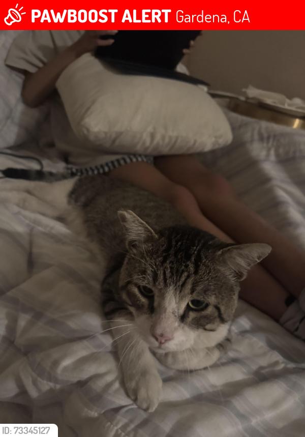 Lost Male Cat last seen Normandie and Gardena Ave., Gardena, CA 90247