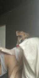 Lost Female Dog last seen bridgewater apmts, Gwinnett County, GA 30096