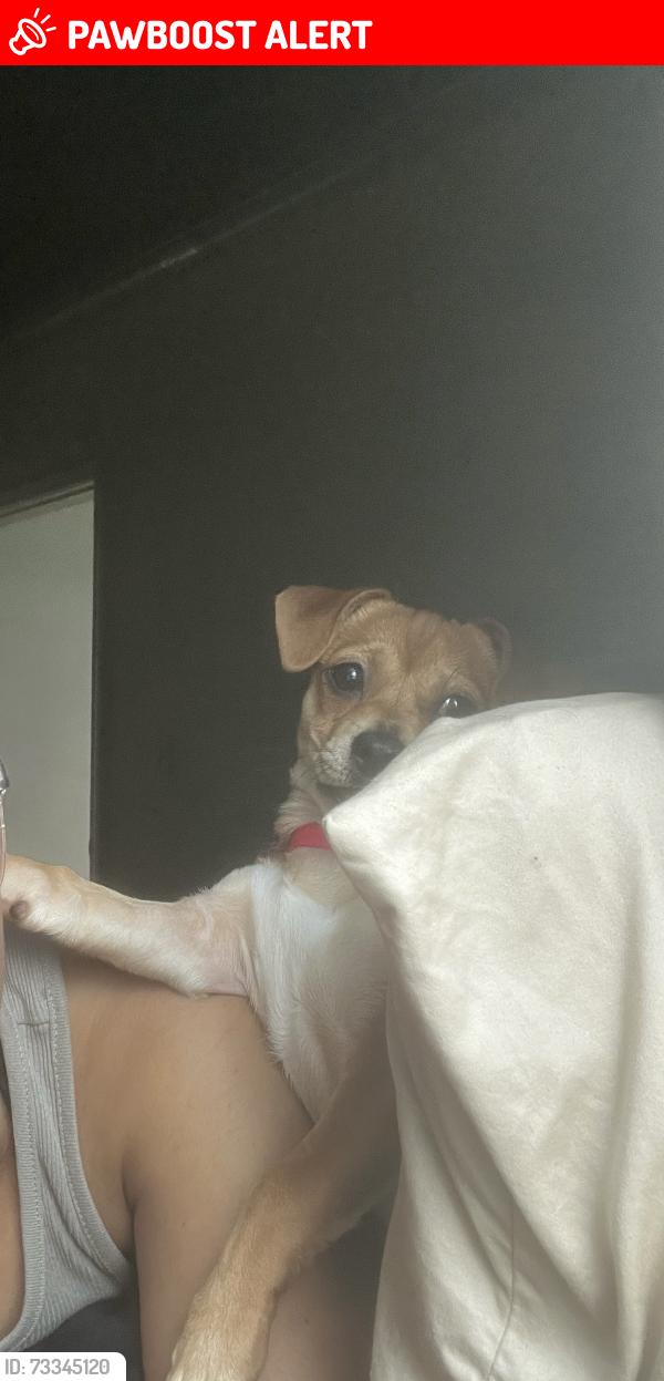 Lost Female Dog last seen bridgewater apmts, Gwinnett County, GA 30096