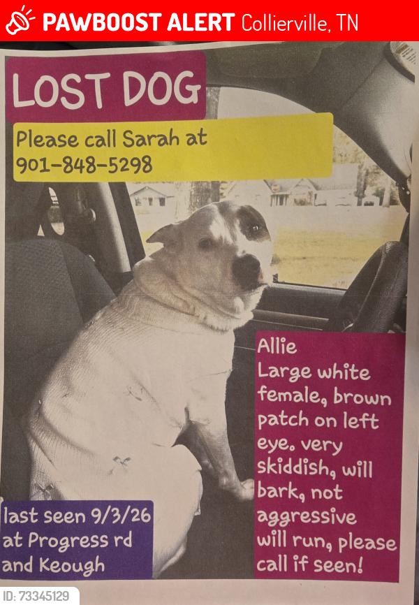 Lost Female Dog last seen Keough, Collierville, TN 38017