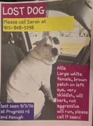 Lost Female Dog last seen Keough, Collierville, TN 38017