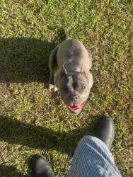 Lost Female Dog last seen Paris, New Orleans, LA 70122