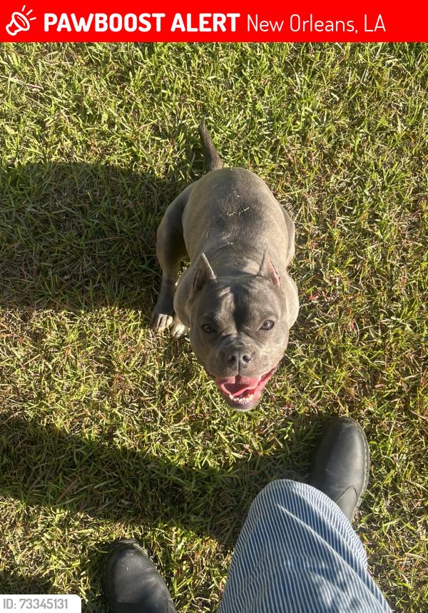 Lost Female Dog last seen Paris, New Orleans, LA 70122