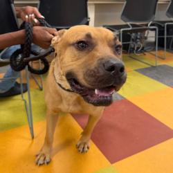 Shelter Stray Male Dog last seen , Animal Care & Control Team of Philly, 111 W Hunting Park Ave, Philadelphia, PA 19140, USA