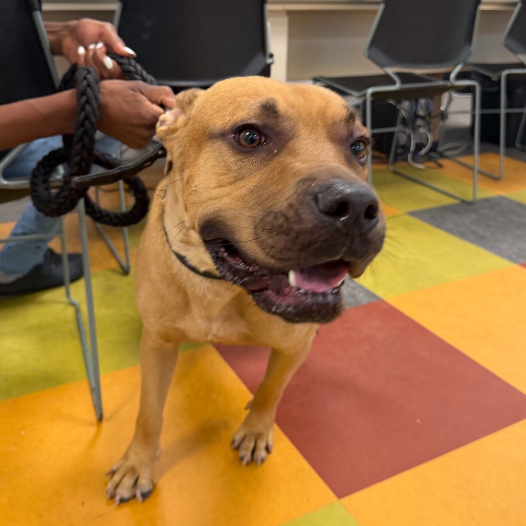 Shelter Stray Male Dog last seen , Animal Care & Control Team of Philly, 111 W Hunting Park Ave, Philadelphia, PA 19140, USA