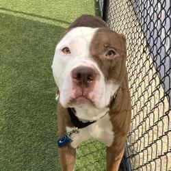 Shelter Stray Male Dog last seen , Animal Care & Control Team of Philly, 111 W Hunting Park Ave, Philadelphia, PA 19140, USA