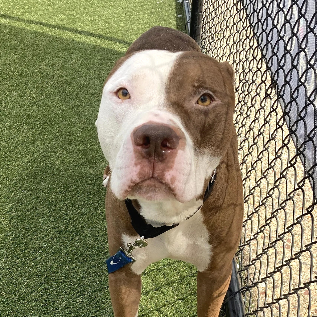 Shelter Stray Male Dog last seen , Animal Care & Control Team of Philly, 111 W Hunting Park Ave, Philadelphia, PA 19140, USA
