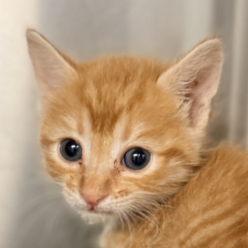 Shelter Stray Female Cat last seen , 4575 E Mesquite Ave, Palm Springs, CA 92264, USA