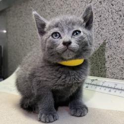 Shelter Stray Male Cat last seen , 4575 E Mesquite Ave, Palm Springs, CA 92264, USA