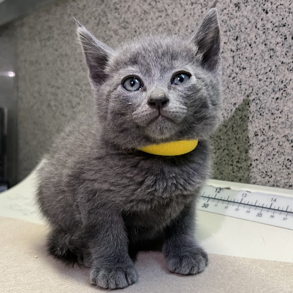 Shelter Stray Male Cat last seen , 4575 E Mesquite Ave, Palm Springs, CA 92264, USA