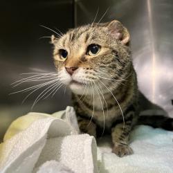 Shelter Stray Female Cat last seen , 4575 E Mesquite Ave, Palm Springs, CA 92264, USA