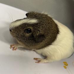 Shelter Stray Female Other last seen , 3607 N Armenia Ave, Tampa, FL 33607, USA