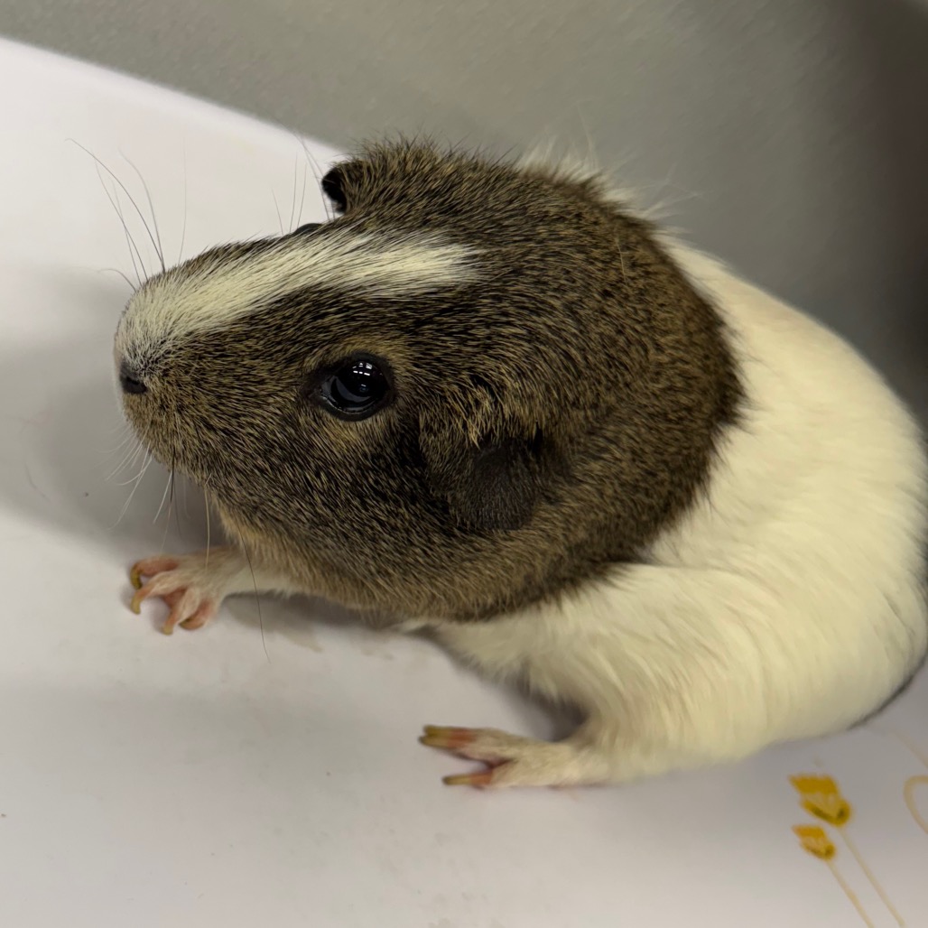 Shelter Stray Female Other last seen , 3607 N Armenia Ave, Tampa, FL 33607, USA