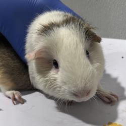 Shelter Stray Male Other last seen , 3607 N Armenia Ave, Tampa, FL 33607, USA