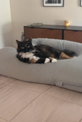 Lost Female Cat last seen Fresh market at Dale Mabry and Fletcher, Tampa, FL 33618
