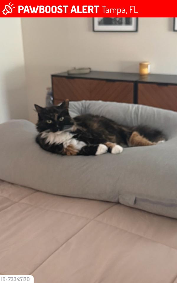 Lost Female Cat last seen Fresh market at Dale Mabry and Fletcher, Tampa, FL 33618