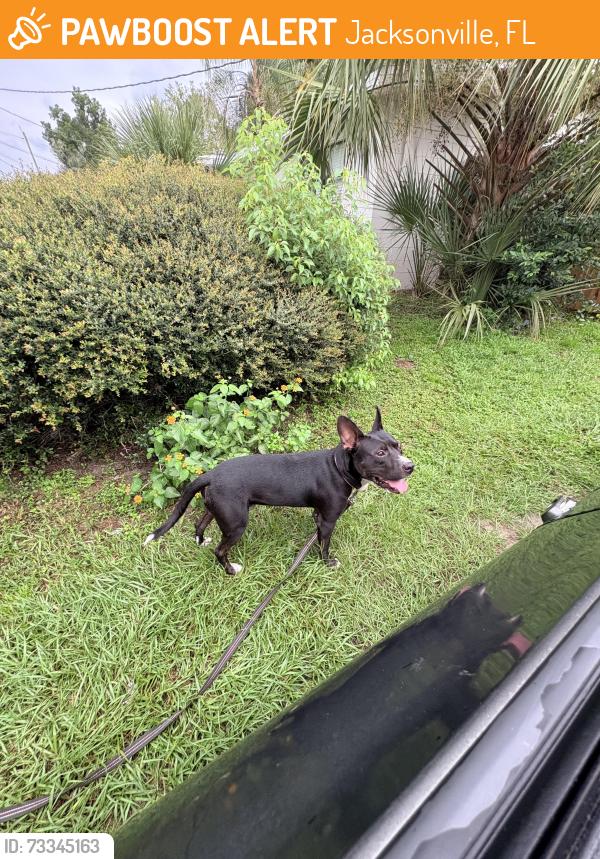 Found/Stray Male Dog last seen betsy drive, Jacksonville, FL 32210