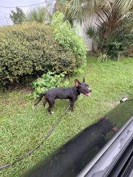 Found/Stray Male Dog last seen betsy drive, Jacksonville, FL 32210