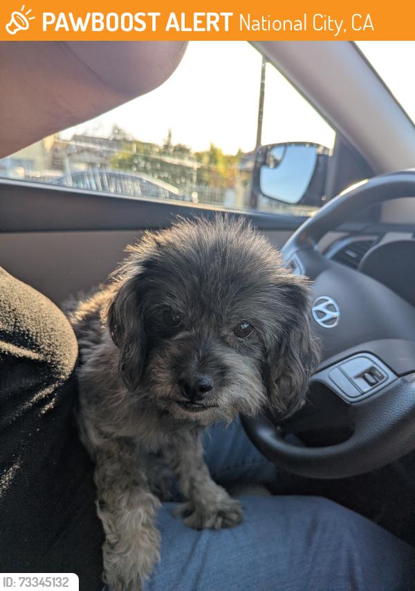 Found/Stray Male Dog last seen Grove St and 16th Street, National City, CA 91950