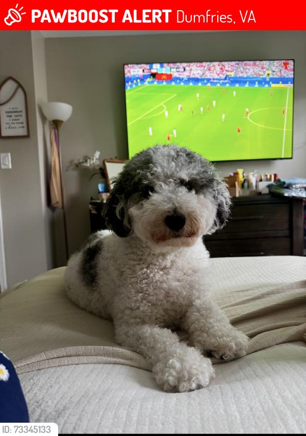 Lost Male Dog last seen Larkin Drive, Dumfries, VA 22026