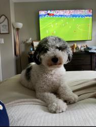 Lost Male Dog last seen Larkin Drive, Dumfries, VA 22026
