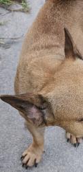 Found/Stray Unknown Dog last seen Forrest, North Lauderdale, FL 33068