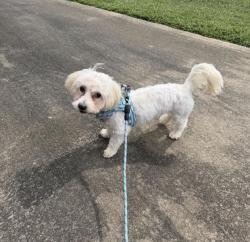 Found/Stray Male Dog last seen The Blind Tiger, Shreveport, LA 71101