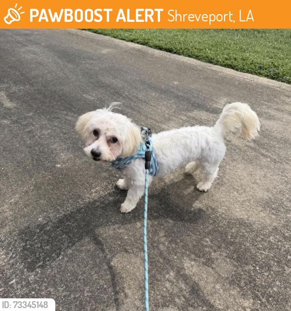 Found/Stray Male Dog last seen The Blind Tiger, Shreveport, LA 71101